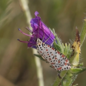 Utetheisa pulchelloides at Dunlop, ACT - 19 Mar 2024