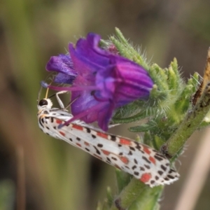 Utetheisa pulchelloides at Dunlop, ACT - 19 Mar 2024