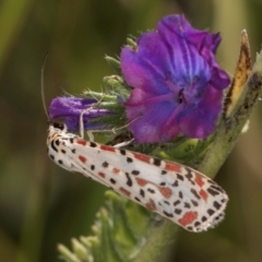 Utetheisa pulchelloides at Dunlop, ACT - 19 Mar 2024