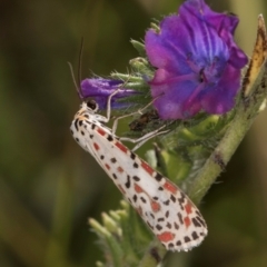 Utetheisa pulchelloides at Dunlop, ACT - 19 Mar 2024