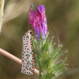 Utetheisa pulchelloides at Dunlop, ACT - 19 Mar 2024