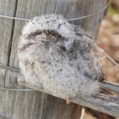 Podargus strigoides (Tawny Frogmouth) at WendyM's farm at Freshwater Ck. - 16 Nov 2022 by WendyEM