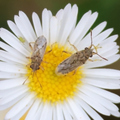 Nysius vinitor (Rutherglen bug) at Wodonga, VIC - 19 Mar 2024 by KylieWaldon