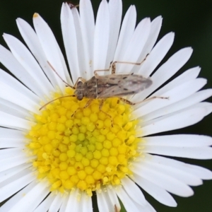 Nysius vinitor at Wodonga - 19 Mar 2024