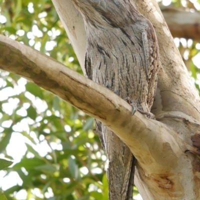 Podargus strigoides (Tawny Frogmouth) at WendyM's farm at Freshwater Ck. - 16 Nov 2022 by WendyEM