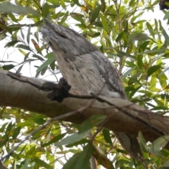 Podargus strigoides (Tawny Frogmouth) at Freshwater Creek, VIC - 16 Nov 2022 by WendyEM