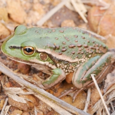 Litoria raniformis (Southern Bell Frog) at WendyM's farm at Freshwater Ck. - 8 Apr 2022 by WendyEM