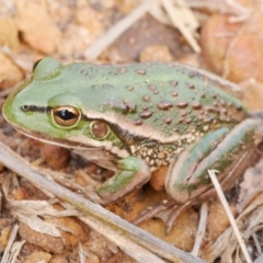 Unidentified Frog at Freshwater Creek, VIC - 8 Apr 2022 by WendyEM