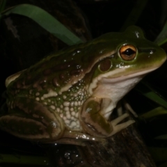 Litoria raniformis (Southern Bell Frog) at Freshwater Creek, VIC - 28 Apr 2022 by WendyEM
