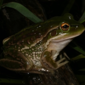 Litoria raniformis at suppressed - suppressed