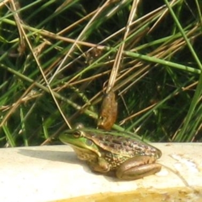 Litoria raniformis (Southern Bell Frog) at Freshwater Creek, VIC - 16 Apr 2022 by WendyEM