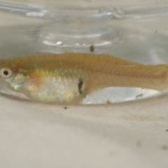 Gambusia holbrooki at WendyM's farm at Freshwater Ck. - 2 Feb 2021 by WendyEM