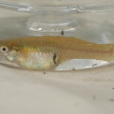 Gambusia holbrooki at Freshwater Creek, VIC - 2 Feb 2021 by WendyEM