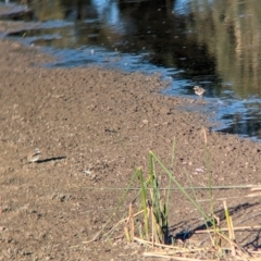 Charadrius melanops (Black-fronted Dotterel) at Albury - 18 Mar 2024 by Darcy