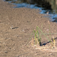 Charadrius melanops at Albury - 18 Mar 2024 06:15 PM