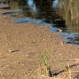 Charadrius melanops at Albury - 18 Mar 2024 06:15 PM