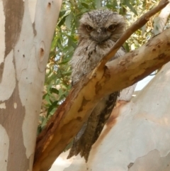 Podargus strigoides (Tawny Frogmouth) at Coburg, VIC - 16 Feb 2020 by WendyEM