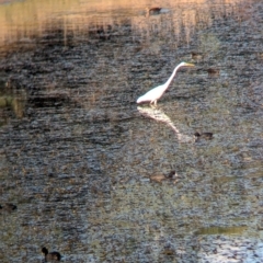 Ardea alba (Great Egret) at Albury - 18 Mar 2024 by Darcy