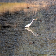 Ardea alba at Charles Sturt University - 18 Mar 2024