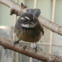 Rhipidura albiscapa (Grey Fantail) at Coburg, VIC - 26 Mar 2020 by WendyEM