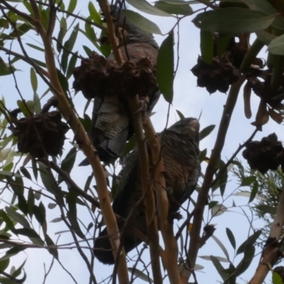 Callocephalon fimbriatum (Gang-gang Cockatoo) at WendyM's farm at Freshwater Ck. - 25 Apr 2019 by WendyEM