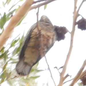 Callocephalon fimbriatum at WendyM's farm at Freshwater Ck. - 25 Apr 2019