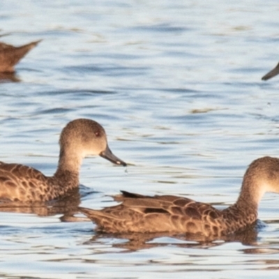 Anas gracilis (Grey Teal) at Drouin, VIC - 19 Mar 2024 by Petesteamer