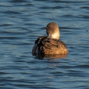 Anas gracilis at Drouin, VIC - 19 Mar 2024