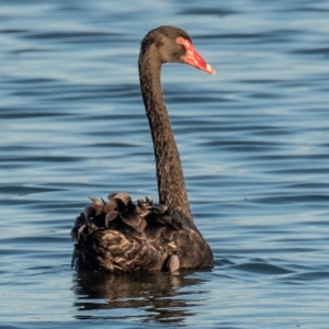 Cygnus atratus at Drouin, VIC - 19 Mar 2024 07:10 AM