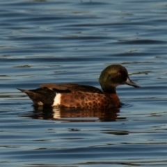 Anas castanea (Chestnut Teal) at Drouin, VIC - 18 Mar 2024 by Petesteamer