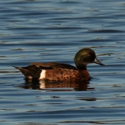 Anas castanea (Chestnut Teal) at Drouin, VIC - 19 Mar 2024 by Petesteamer