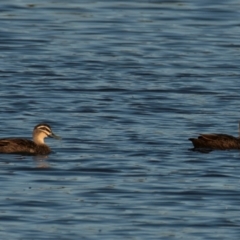 Anas superciliosa (Pacific Black Duck) at Drouin, VIC - 19 Mar 2024 by Petesteamer