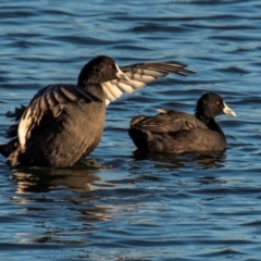 Fulica atra (Eurasian Coot) at Drouin, VIC - 19 Mar 2024 by Petesteamer