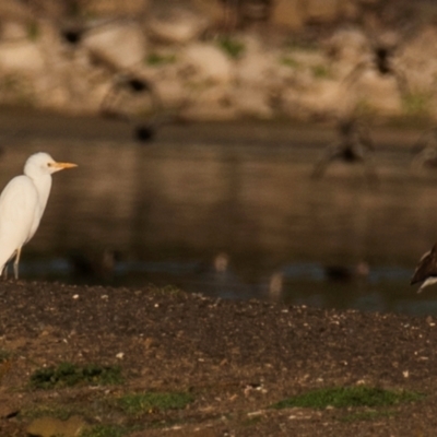 Bubulcus coromandus (Eastern Cattle Egret) at Drouin, VIC - 18 Mar 2024 by Petesteamer