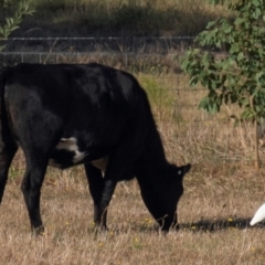 Bubulcus coromandus at Drouin, VIC - 19 Mar 2024