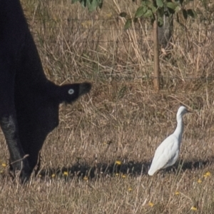 Bubulcus coromandus at Drouin, VIC - 19 Mar 2024