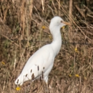 Bubulcus coromandus at Drouin, VIC - 19 Mar 2024