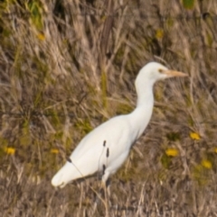 Bubulcus coromandus at Drouin, VIC - 19 Mar 2024