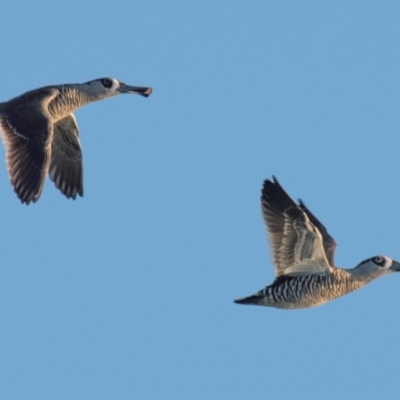 Malacorhynchus membranaceus (Pink-eared Duck) at Drouin, VIC - 19 Mar 2024 by Petesteamer