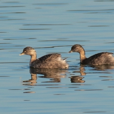 Poliocephalus poliocephalus (Hoary-headed Grebe) at Drouin, VIC - 18 Mar 2024 by Petesteamer