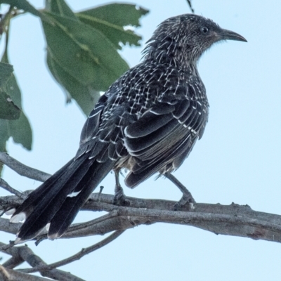 Anthochaera chrysoptera (Little Wattlebird) at Drouin, VIC - 19 Mar 2024 by Petesteamer