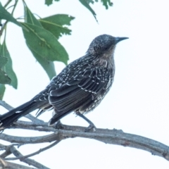 Anthochaera chrysoptera at Drouin, VIC - 19 Mar 2024