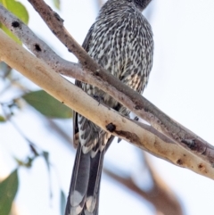 Anthochaera chrysoptera at Drouin, VIC - 19 Mar 2024