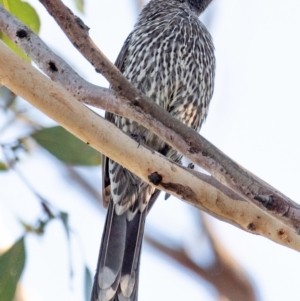 Anthochaera chrysoptera at Drouin, VIC - 19 Mar 2024