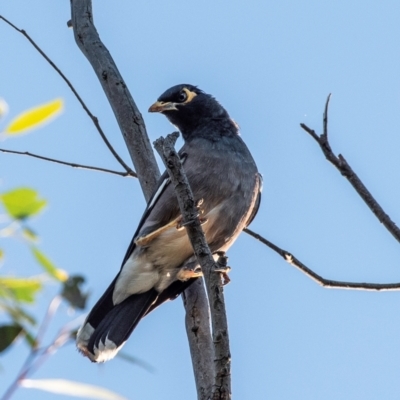 Acridotheres tristis (Common Myna) at Drouin, VIC - 19 Mar 2024 by Petesteamer