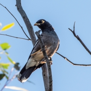 Acridotheres tristis (Common Myna) at Drouin, VIC by Petesteamer