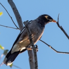 Acridotheres tristis at Drouin, VIC - 19 Mar 2024 07:33 AM