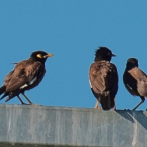 Acridotheres tristis at Drouin, VIC - 19 Mar 2024 07:33 AM