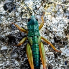 Kosciuscola tristis (Chameleon Grasshopper) at Geehi, NSW - 19 Mar 2024 by HelenCross