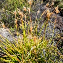 Carpha nivicola (Broad-leaf Flower-rush) at Kosciuszko National Park - 19 Mar 2024 by HelenCross